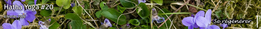 Séance de Hatha Yoga #20 : Se régénérer