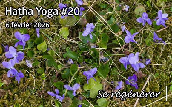 Saison 2025-2026, séance de haṭha yoga n°20 : Se régénérer
