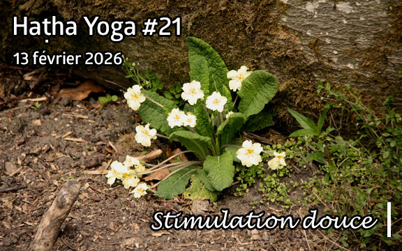 Saison 2025-2026, séance de haṭha yoga n°21 : Stimulation douce